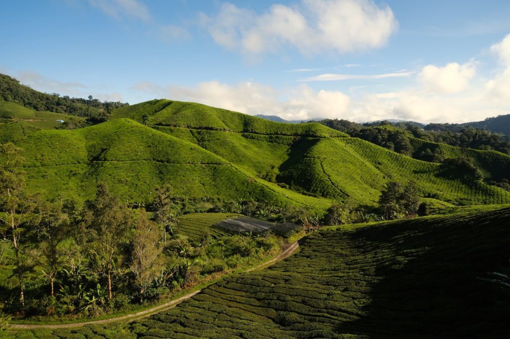 green mountains of cameron highlands